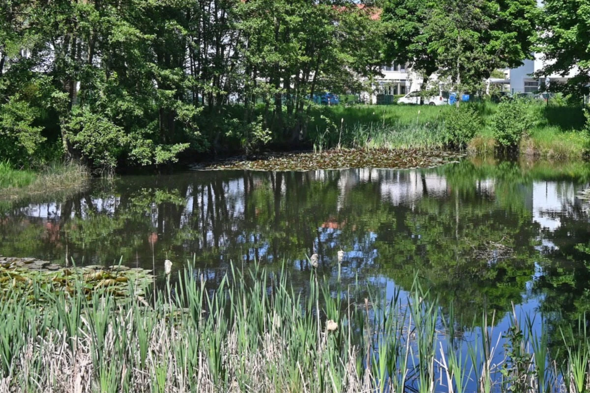 Stadt hat keinen Plan: Diese Exoten tummeln sich in Leipzigs Gewässern