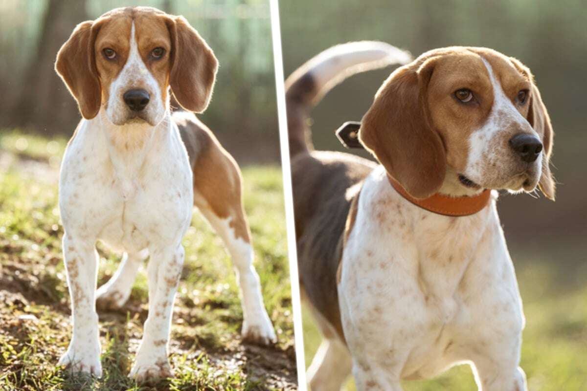 Süßer Beagle von Behörden sichergestellt: Bekommt Koby noch eine zweite Chance?