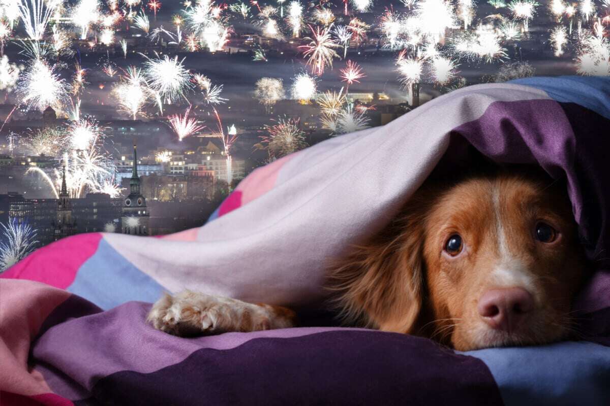 Hund reagiert panisch auf Feuerwerk: Diese Tipps helfen