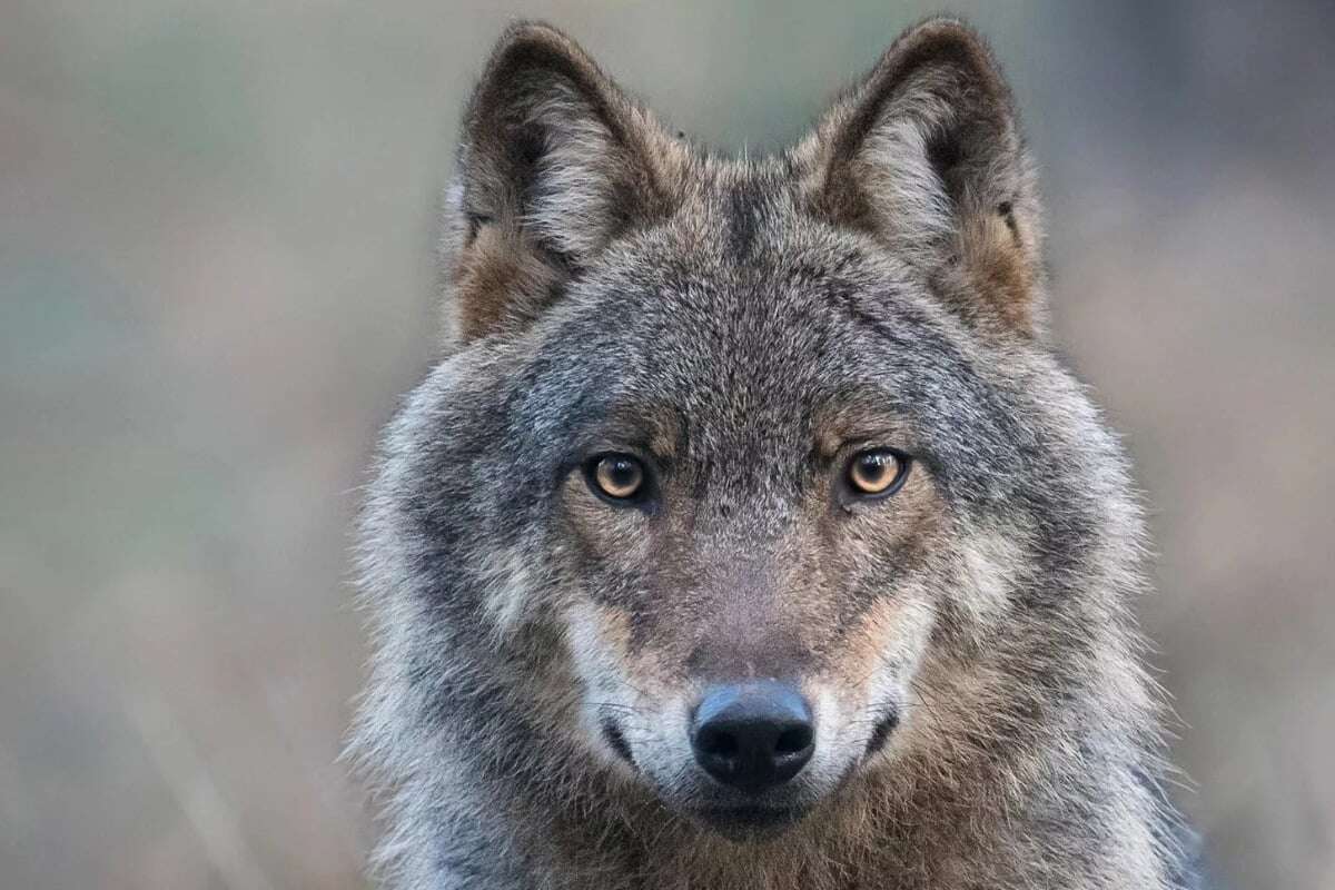 Junge Kälber gerissen: Wolf wildert jetzt auch im Vogtland