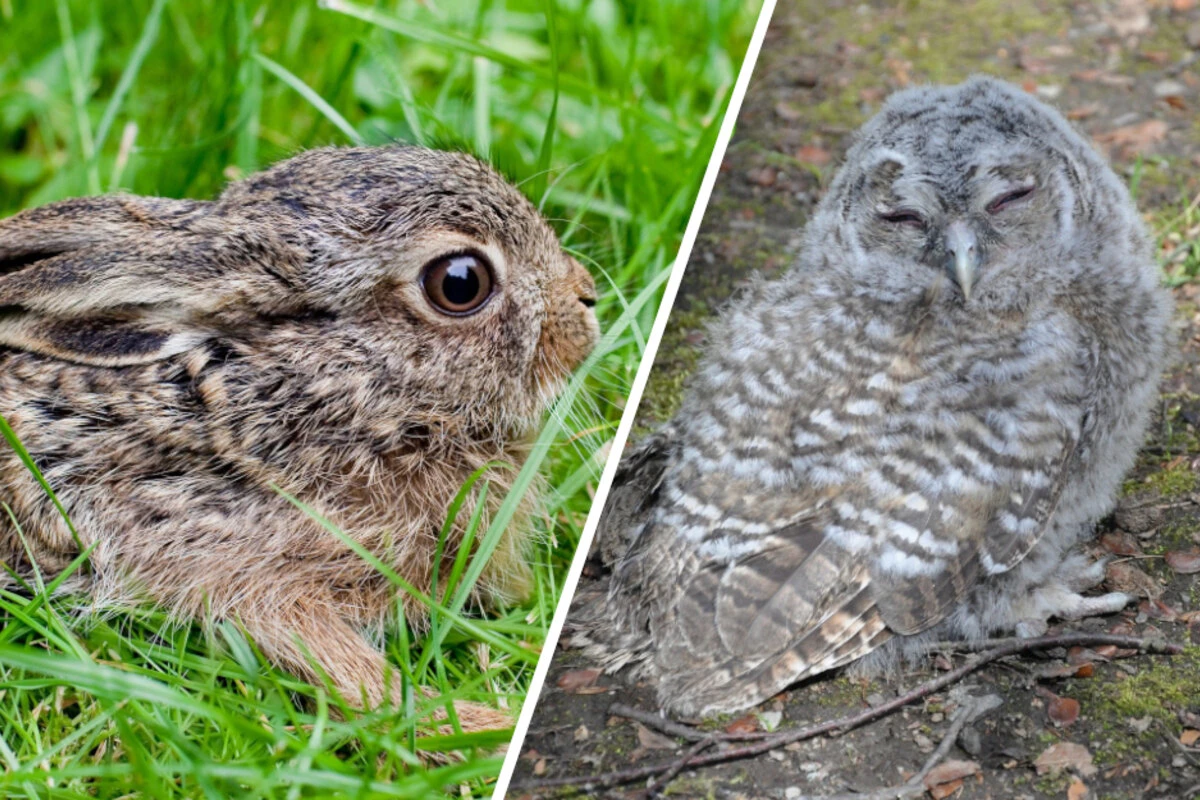 Chemnitzer Rathaus warnt: Das dürft Ihr auf keinen Fall mit Vogel- und Hasenbabys machen