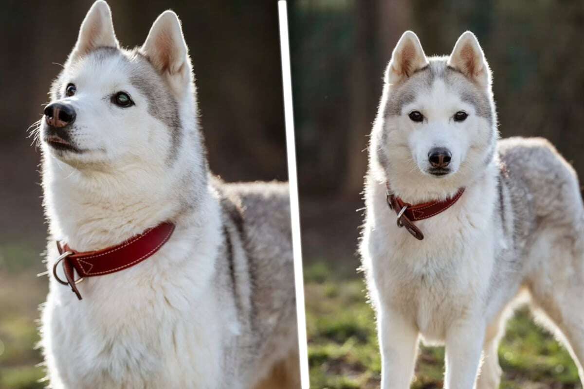 Auch Familien können sich melden: Wunderschöne Husky-Hündin sucht neue Bleibe