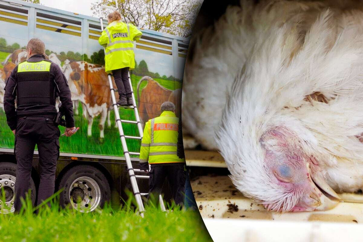 Grausame Transporte: Verletzte Tiere zum Schlachter, damit Bauer 