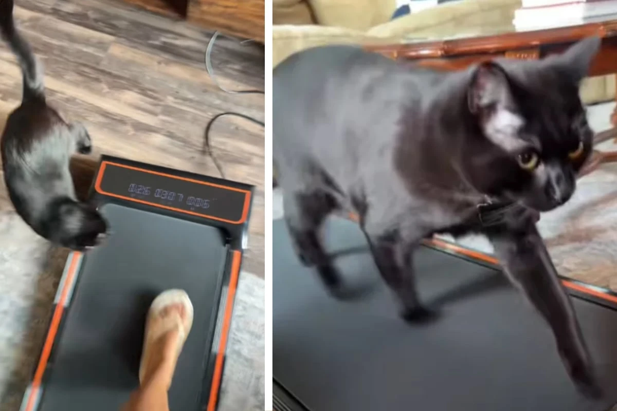 Frau will auf dem Laufband trainieren, doch ihre Katze verfolgt eigene Pläne