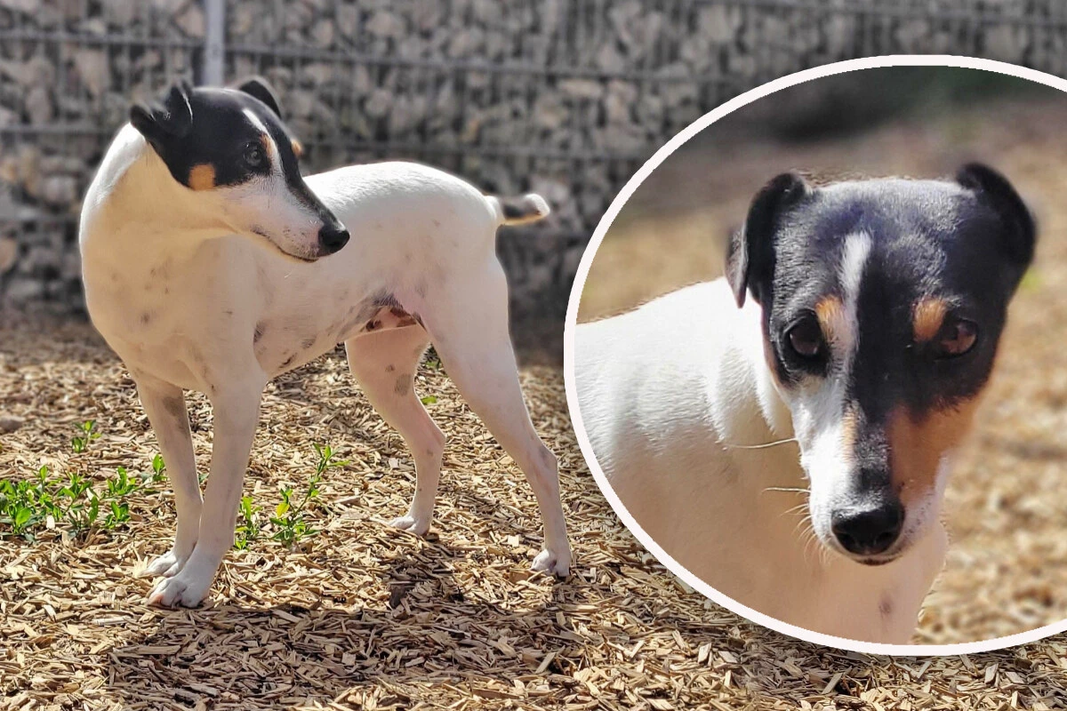 Kleine Hundedame sehnt sich nach Liebe: Findet 