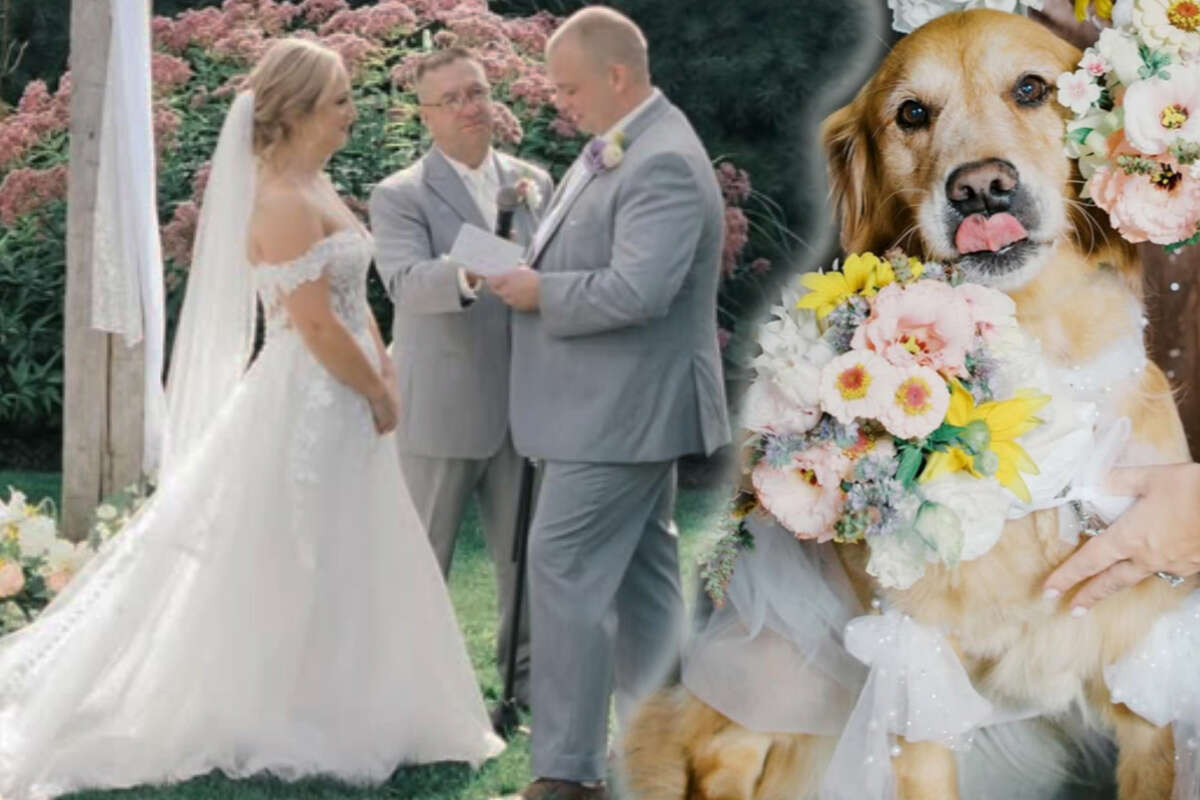 Golden Retriever erobert Herzen auf Hochzeit – trotz schwerer Krankheit