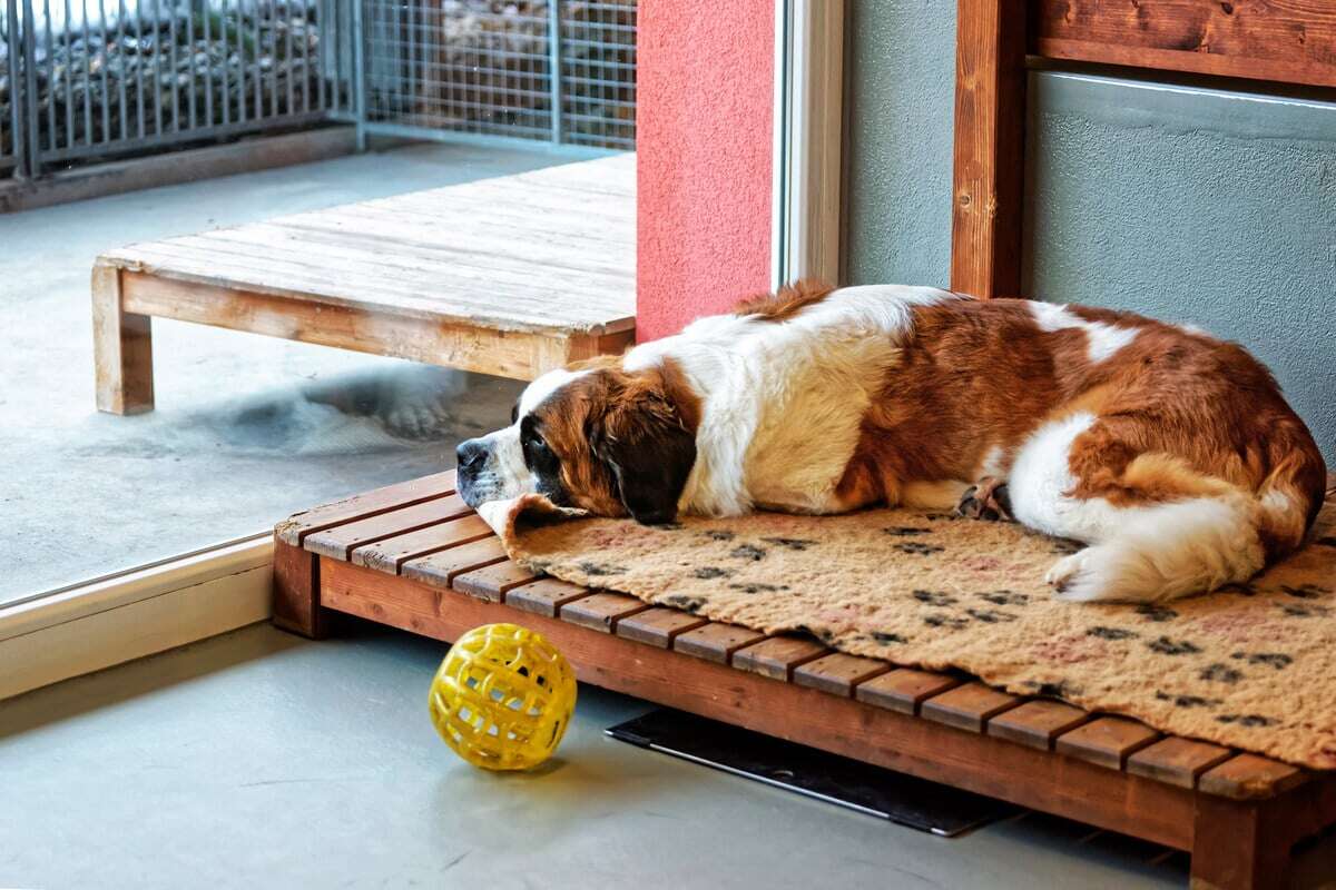 Frauchen in tiefer Trauer: Hat die Ärztin ihr chirurgisches Werkzeug im Hund vergessen?