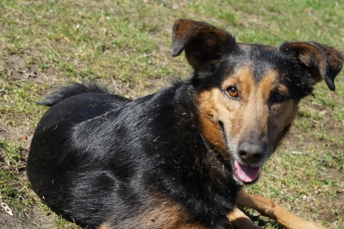 Dieser Hund weiß, was er will: Wer gibt 