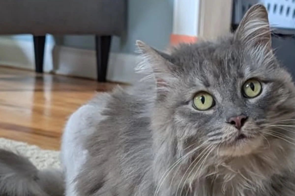 Katze taucht nach zwei Jahren plötzlich wieder zu Hause auf: Doch es gibt ein Problem
