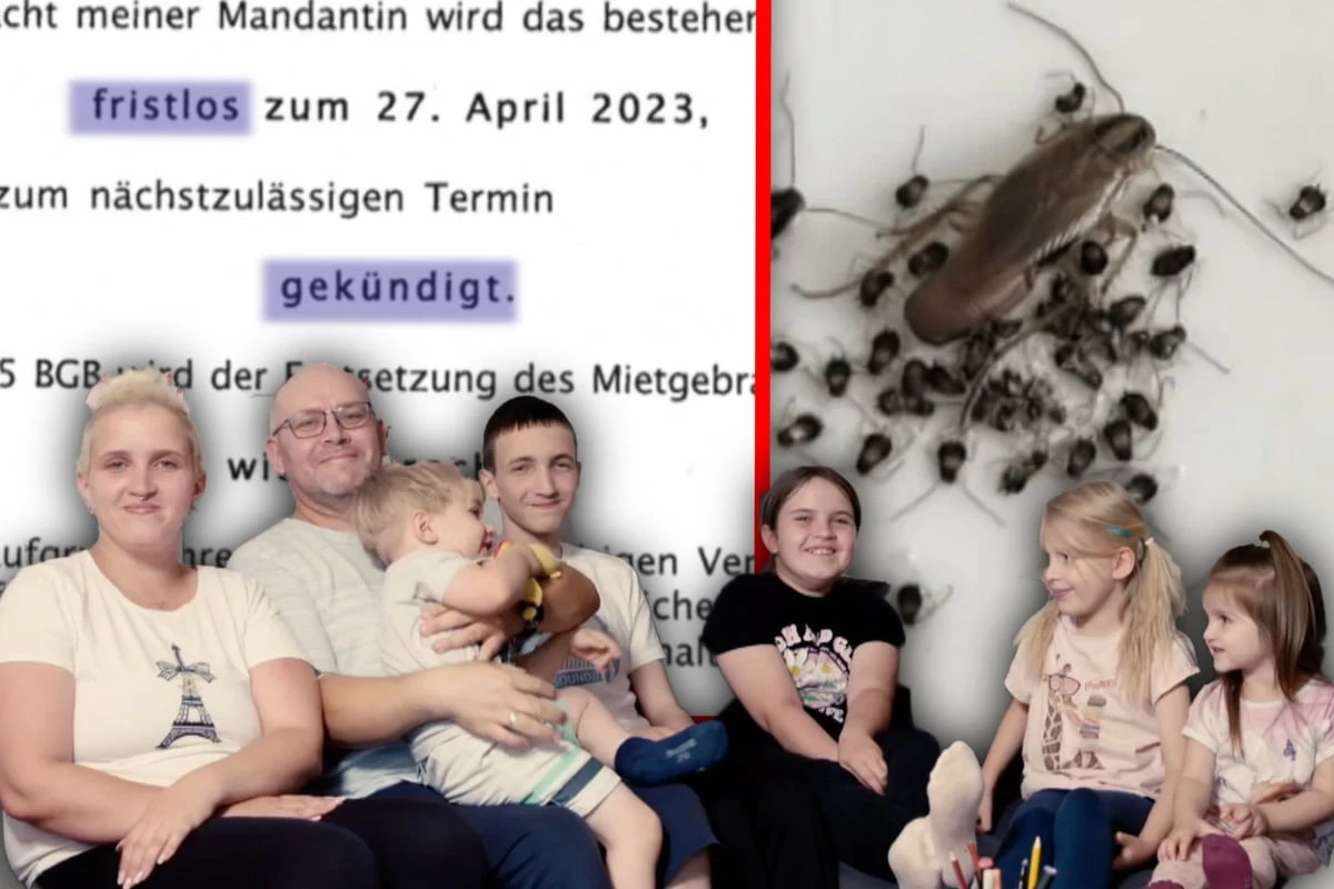 Wohnung von Ungeziefer befallen: Statt Hilfe bekommt diese Familie eine Kündigung