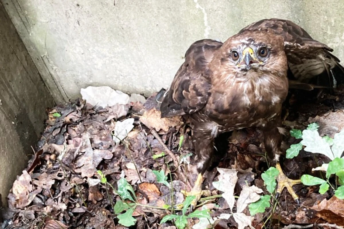 Bussard 
