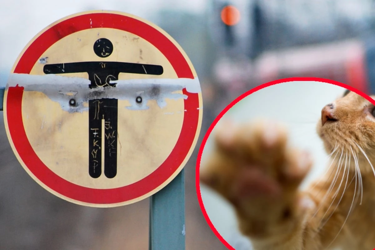 Katze löst Polizeieinsatz und Streckensperrung aus