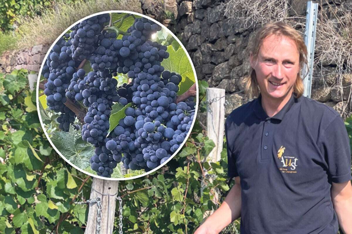 Im Elbland hat die Weinlese begonnen: Tolle Trauben, aber leider nur sehr wenige