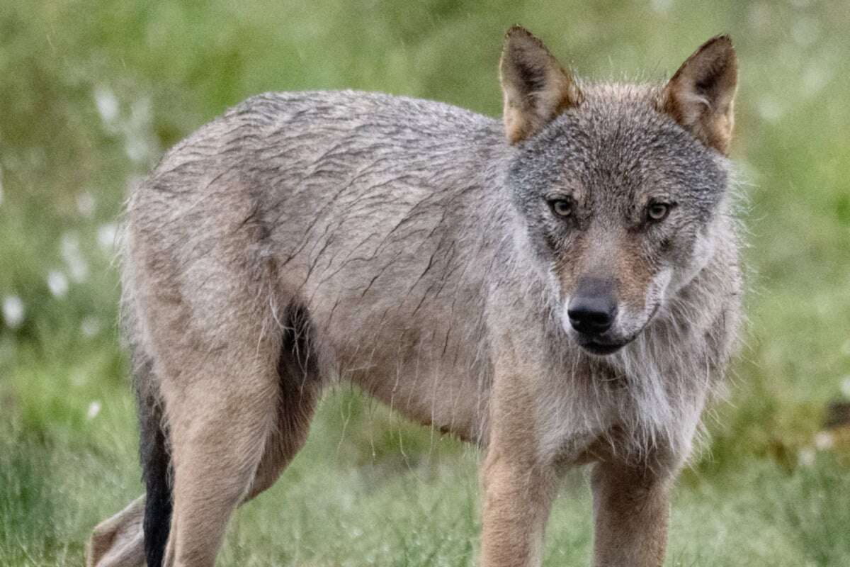 Umstrittene Entscheidung: Schweden will Anzahl der Wölfe halbieren