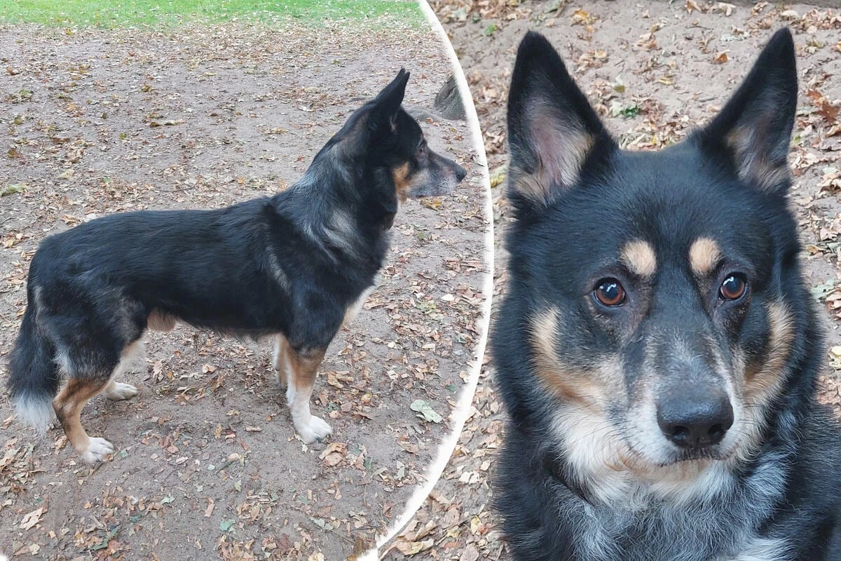 Fünfmal zurückgewiesen: Border Collie Mix Buddy auf der Suche nach seinem Happy End