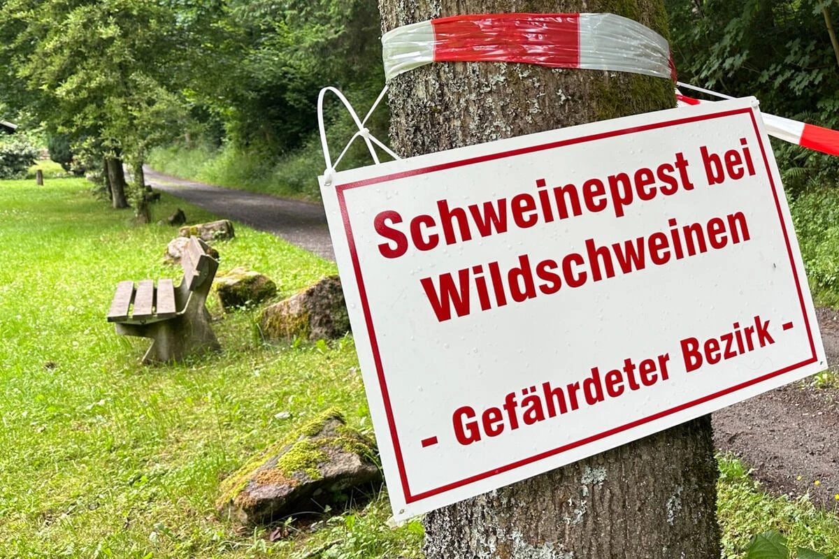 Schweinepest in NRW: Diese Maßnahmen treffen jetzt auch Hundehalter