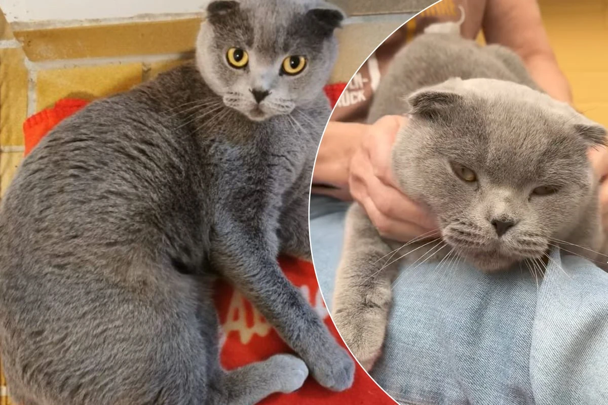 Gefährlicher Katzen-Modetrend: Samah leidet unter Qualzucht