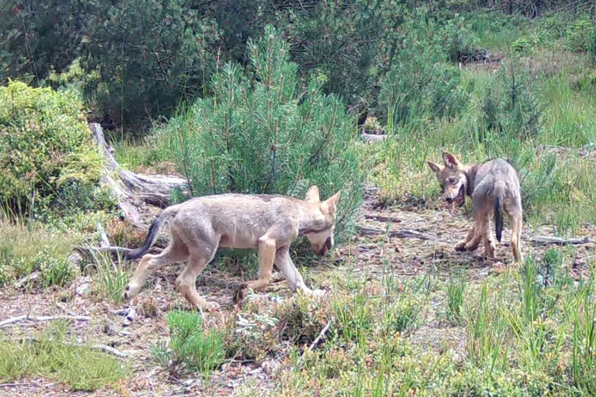 Erster Nachwuchs bei Wolfspaar im Erzgebirge