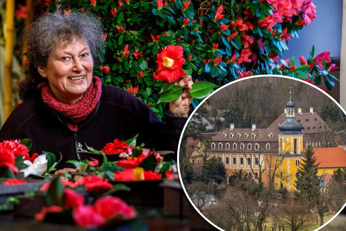 Zuschendorfer Kamelienrausch: Das Landschloss steht schon in voller Blüte