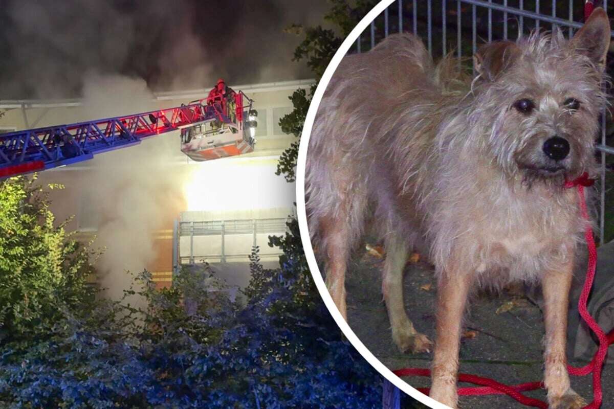 Flammen in Mehrfamilienhaus: Feuerwehr rettet Bewohner und Hund