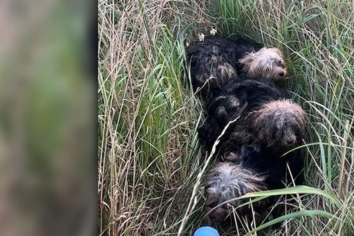 Vier Terrier an Bundesstraße ausgesetzt - einer muss sein Leben lassen
