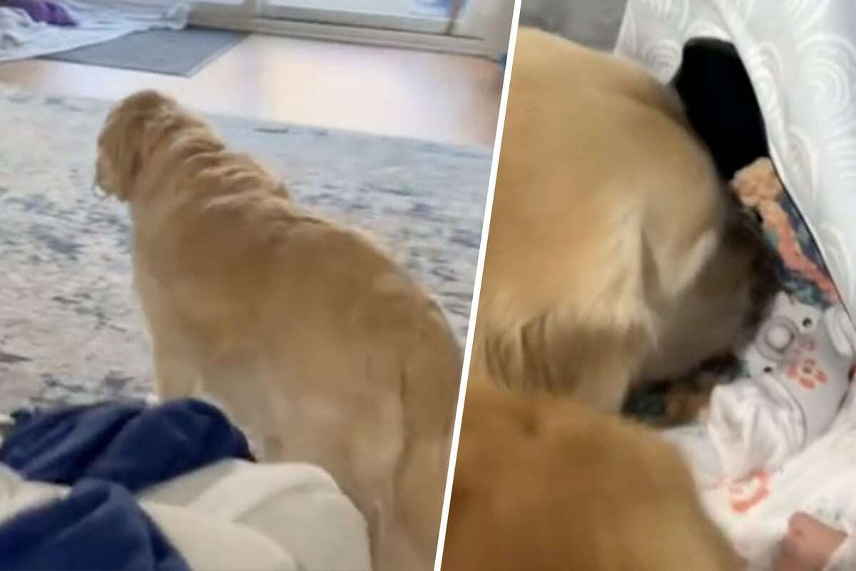 Golden Retriever trifft auf Baby - Was er dann macht, bringt Unzählige zum Lachen