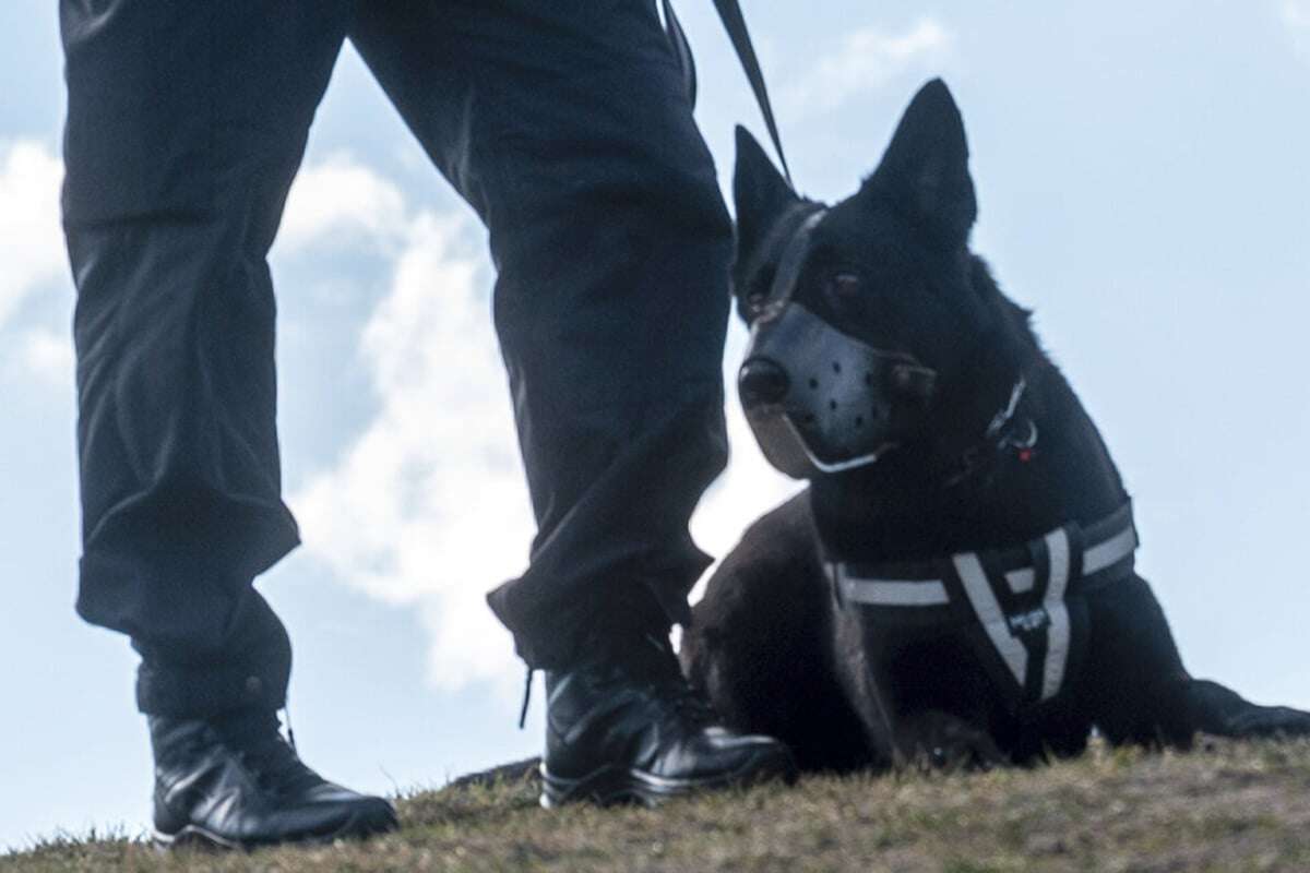 Schon wieder: Häftling bei Arztbesuch geflohen! Polizei sucht mit Hunden und Hubschraubern