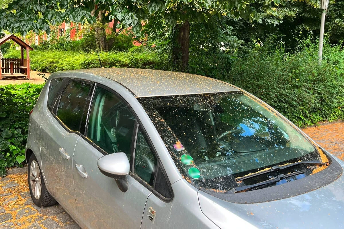 Warum viele Autofahrer von Blattläusen 