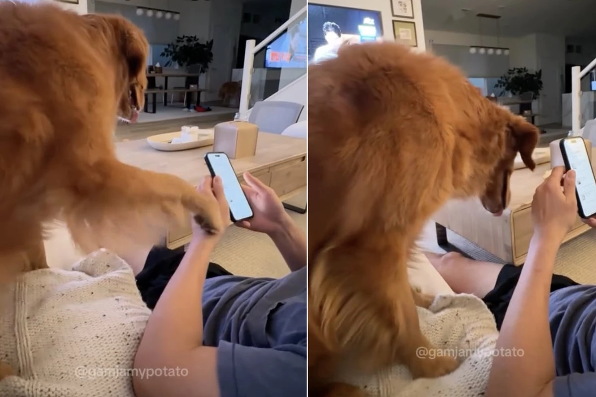 Mann hört auf zu streicheln, doch was sein Hund dann macht, lässt Herzen schmelzen