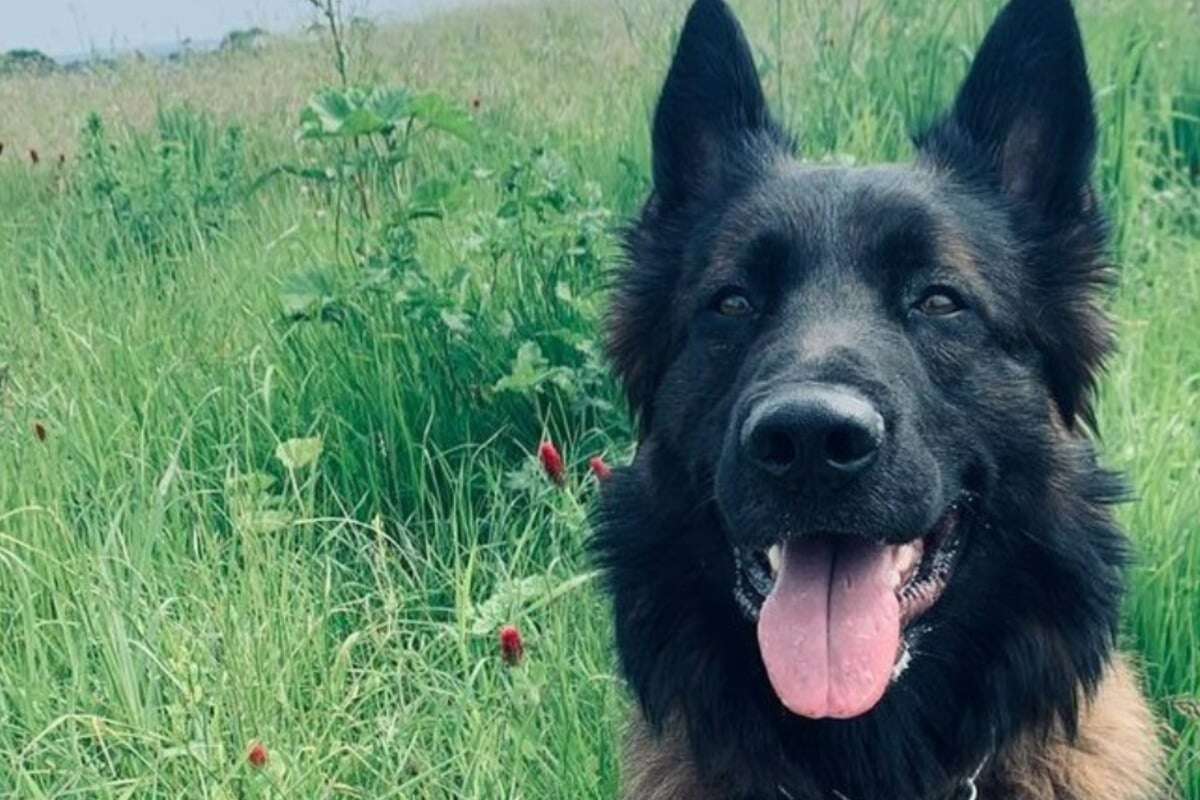 Mann versucht, nach Polizeihund zu schlagen: Vierbeiner macht kurzen Prozess