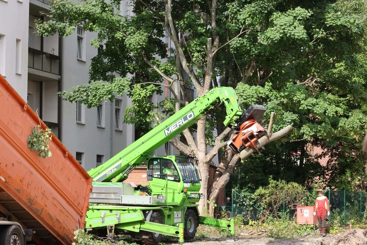 Ahorn-Drama beendet: 100 Jahre alter Baum unter Polizeischutz gefällt