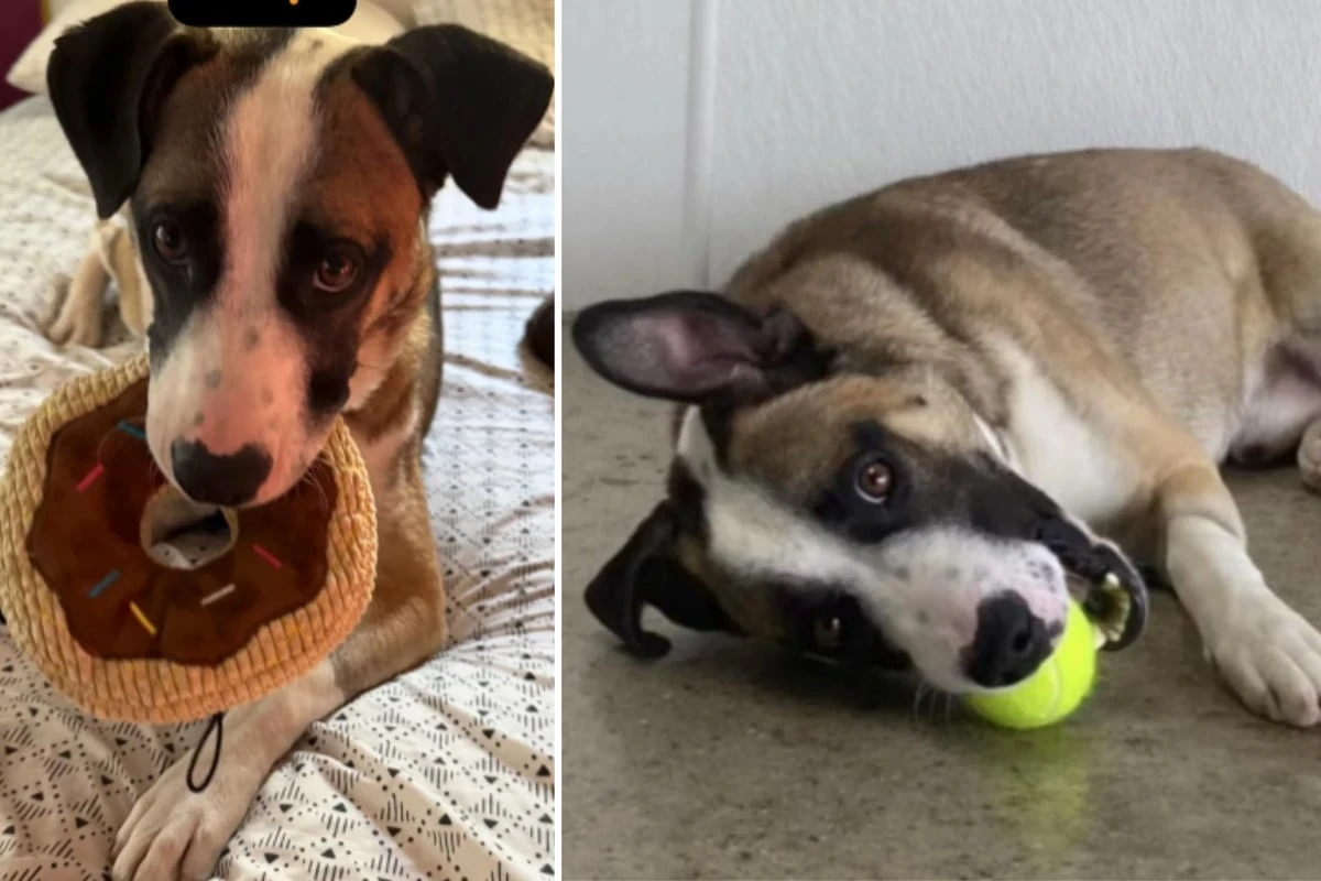 Aus dem Lkw geworfen: Jetzt sucht Welpe Buddy ein neues Zuhause