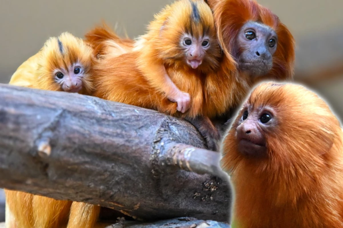 Klein, goldgelb und beinahe ausgerottet: Zoo freut sich über freche Mini-Primaten
