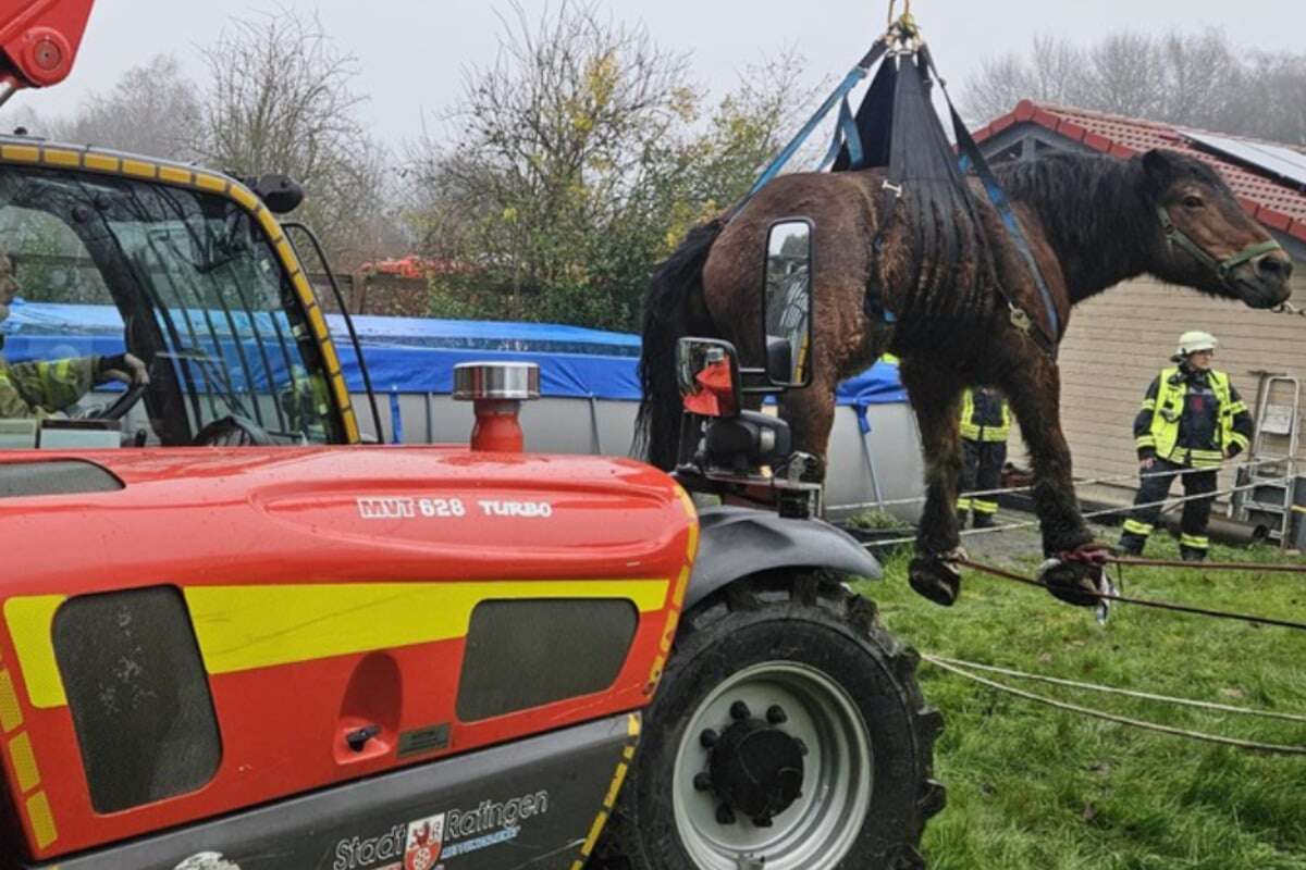 Einsatz mit Spezialgerät: Feuerwehr rettet Stute 