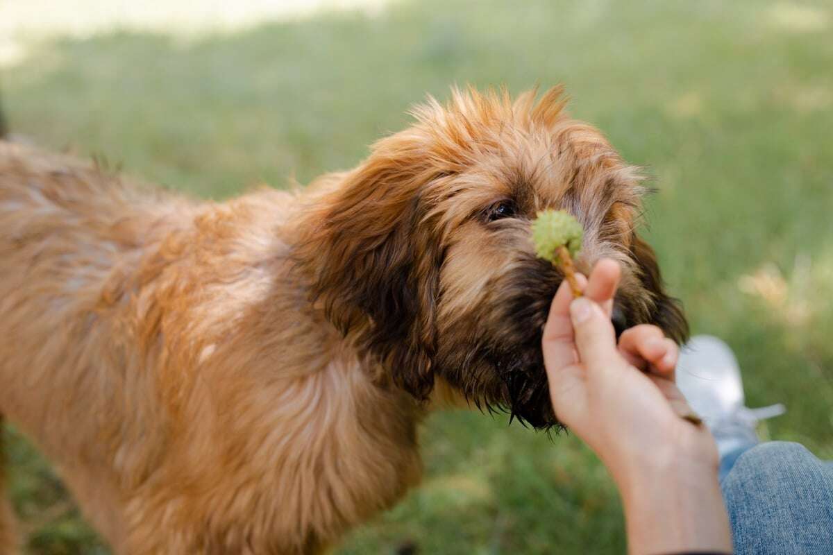 Faktencheck: Dürfen Hunde Nüsse fressen?