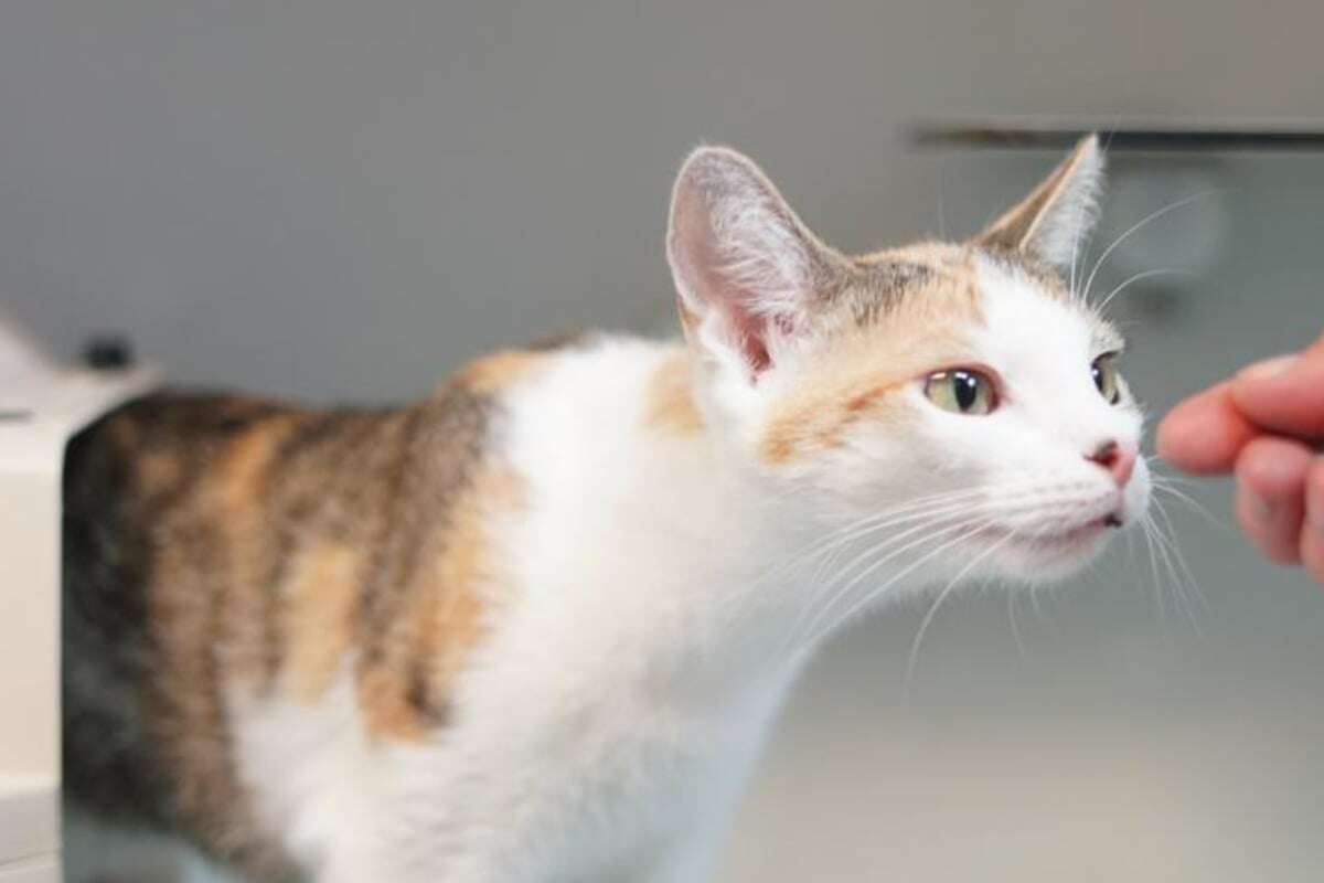 Katze sucht nach Zwischenfall ein neues Zuhause: Wer gibt Victoria eine Chance?