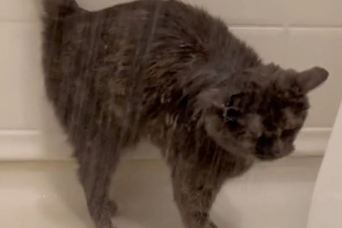 Die Lieblings-Beschäftigung dieser Katze bringt täglich so viele zum Lachen