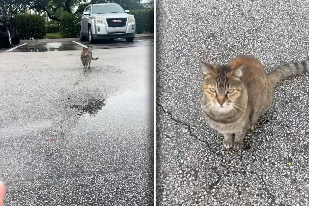 Frau will Katze zu sich locken: Was stattdessen passiert, verschlägt ihr die Sprache