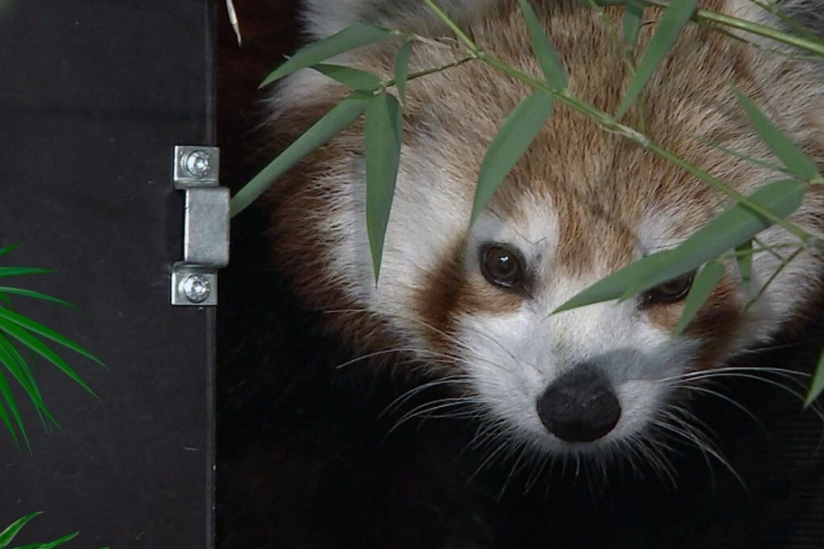 Überraschung bei Pandadame Kamala: 