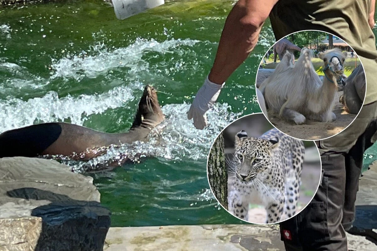 Hitzewelle in Köln: So kühlen sich die Zootiere ab