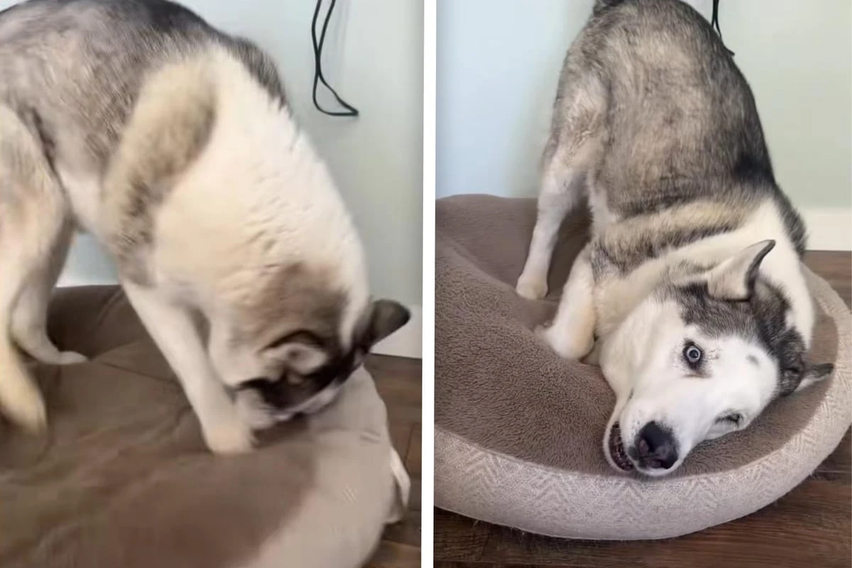 Frauchen singt ihrem Husky ein Liedchen - Reaktion des Hundes stößt auf Lacher und Verständnis