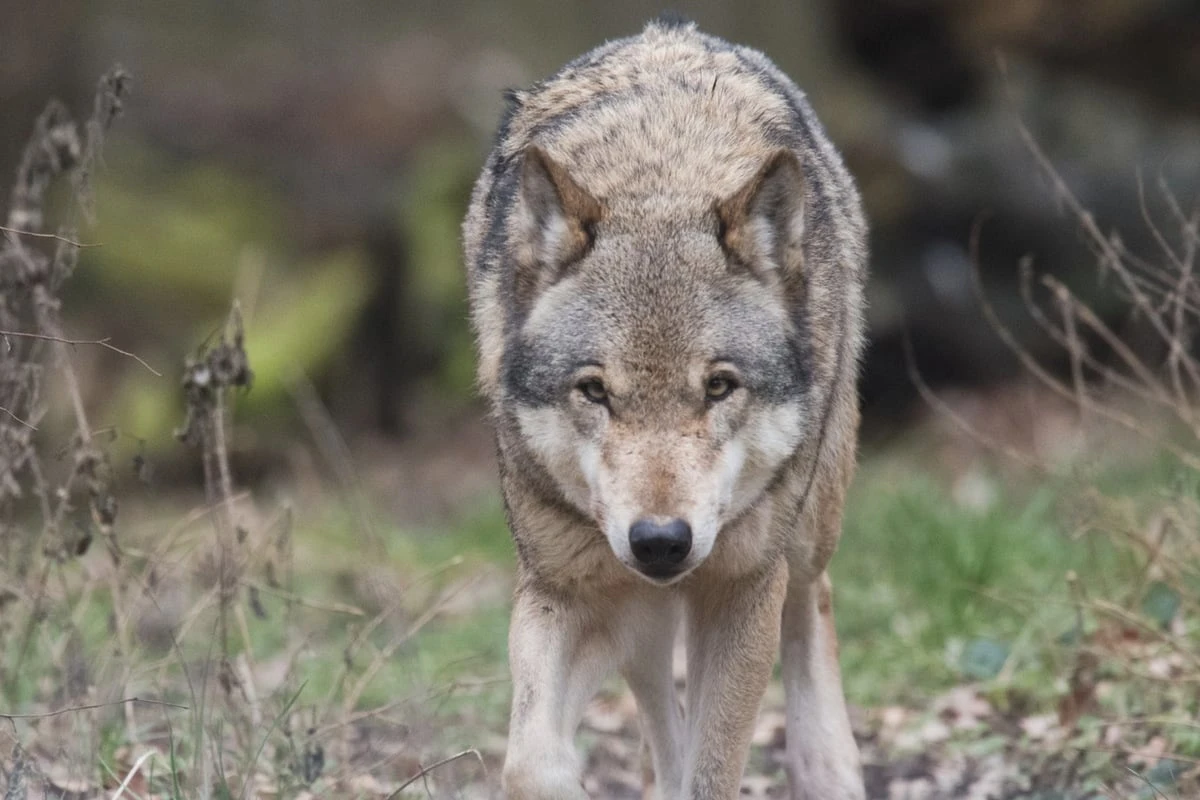 Bald ist die Wolfsjagd möglich