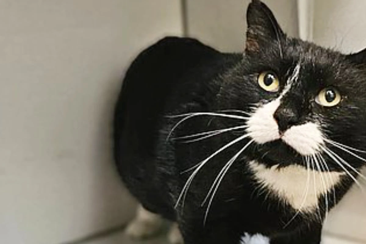 Liebe, die durch die Haut geht, und gesundheitliches Handicap: Dieser Schmusekater hat eigenen Charme