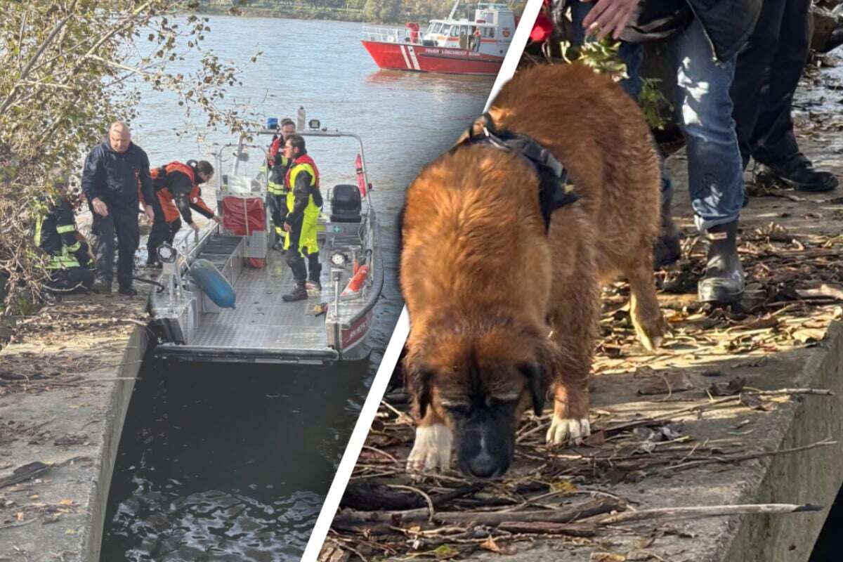 Neugier wird Hund zum Verhängnis: Verzweifelte Besitzern ruft Feuerwehr zu Hilfe