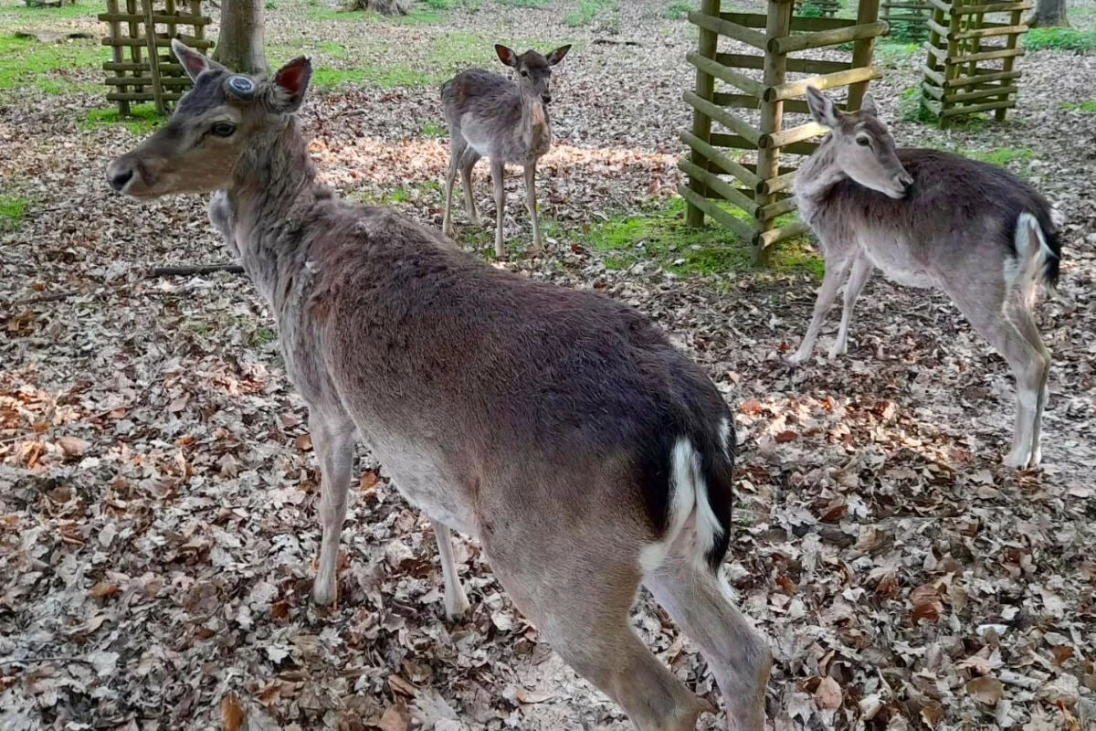 Happy End nach Ausbruch: Alle Hirsche wieder da - kein 