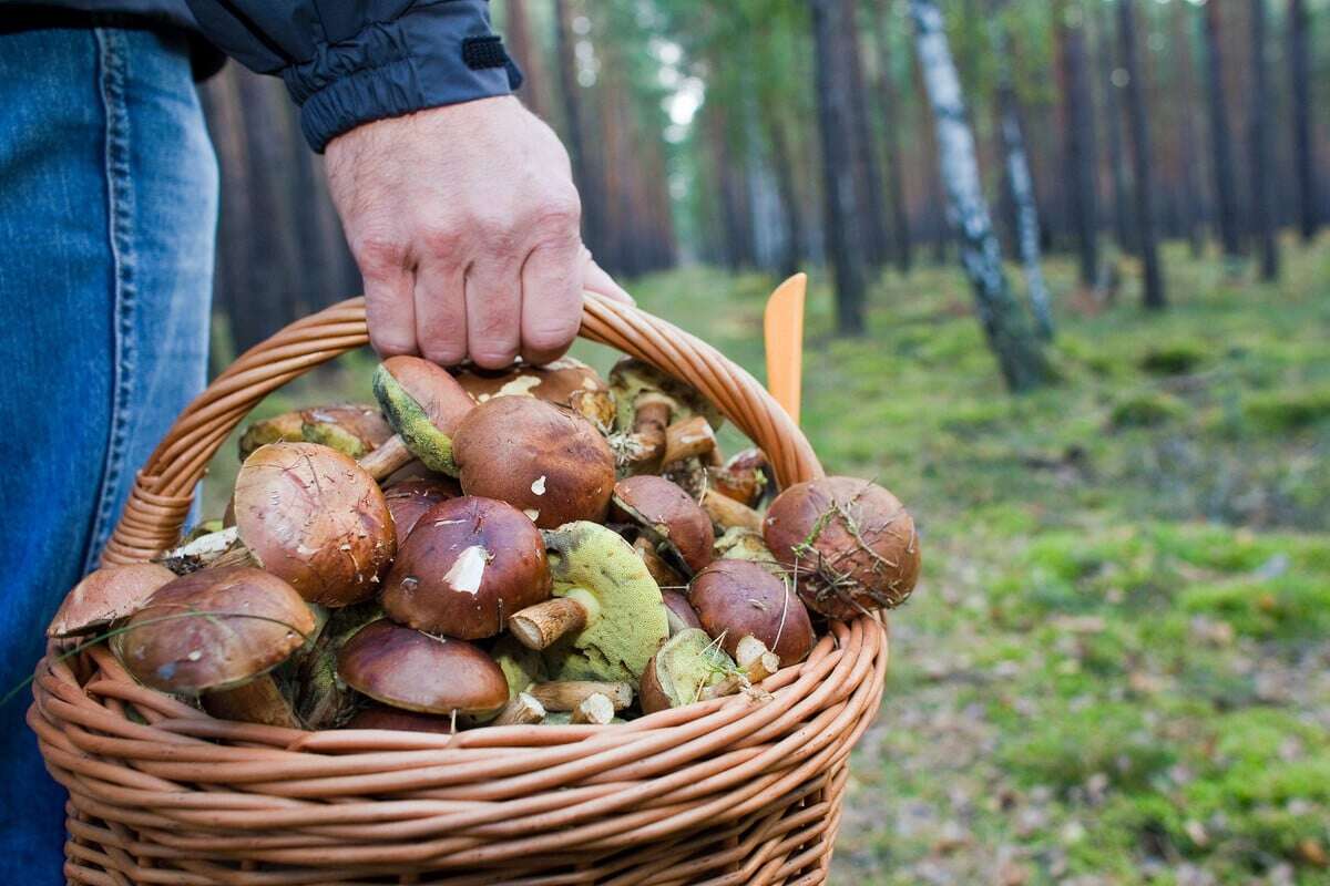 Hunderte Notrufe wegen Angst vor Pilzvergiftung