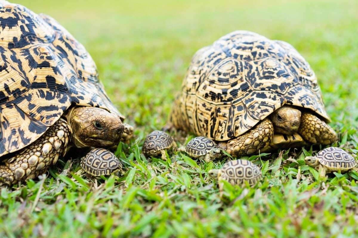 Wie alt werden (Haus-) Schildkröten im Durchschnitt?