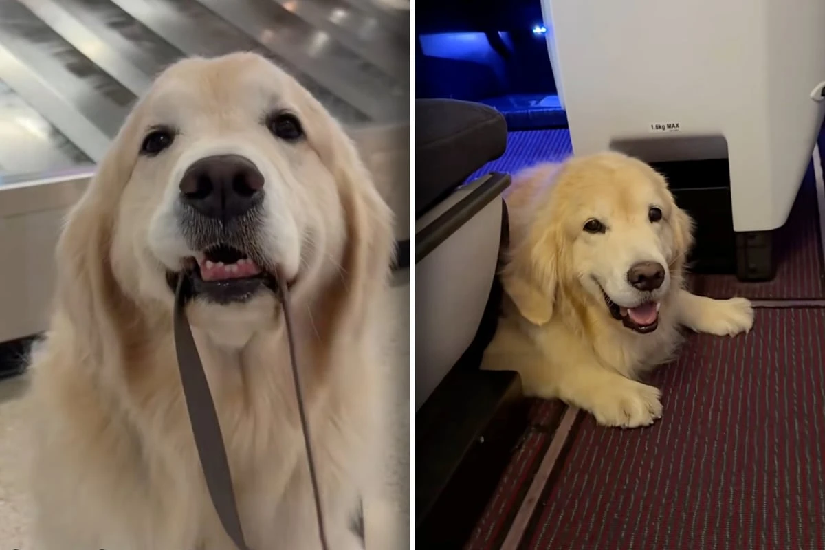 Golden Retriever soll zwölf Stunden Linienflug durchhalten: Am Ende ist Frauchen sprachlos