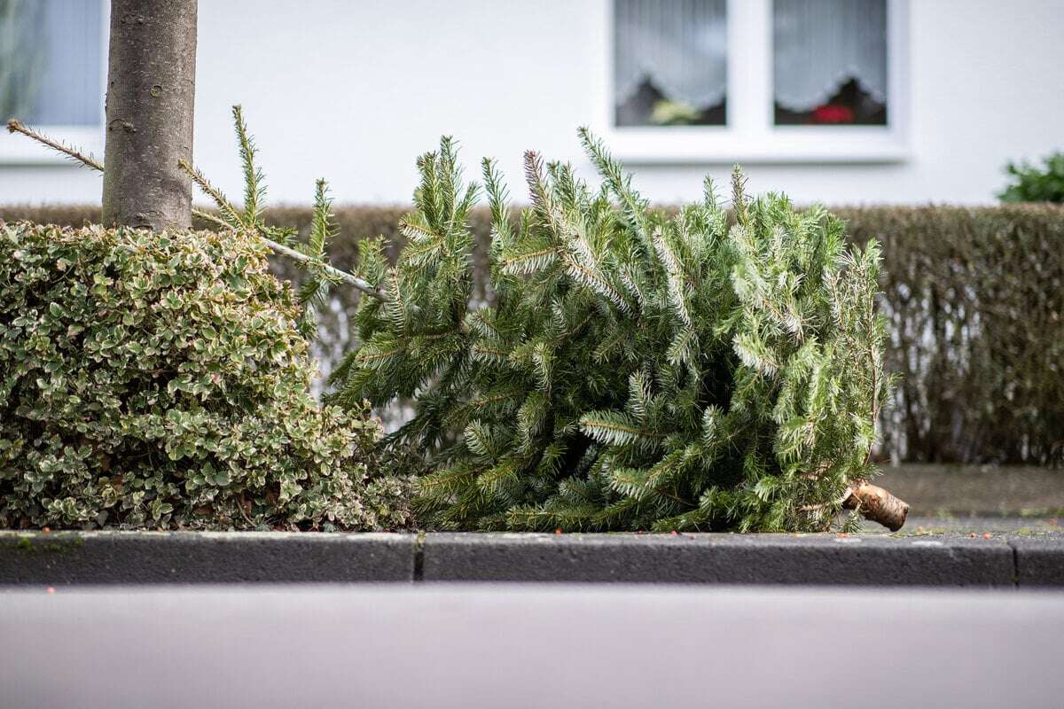 Neuer Service! Das ändert sich in Köln bei der Abholung von Euren Weihnachtsbäumen