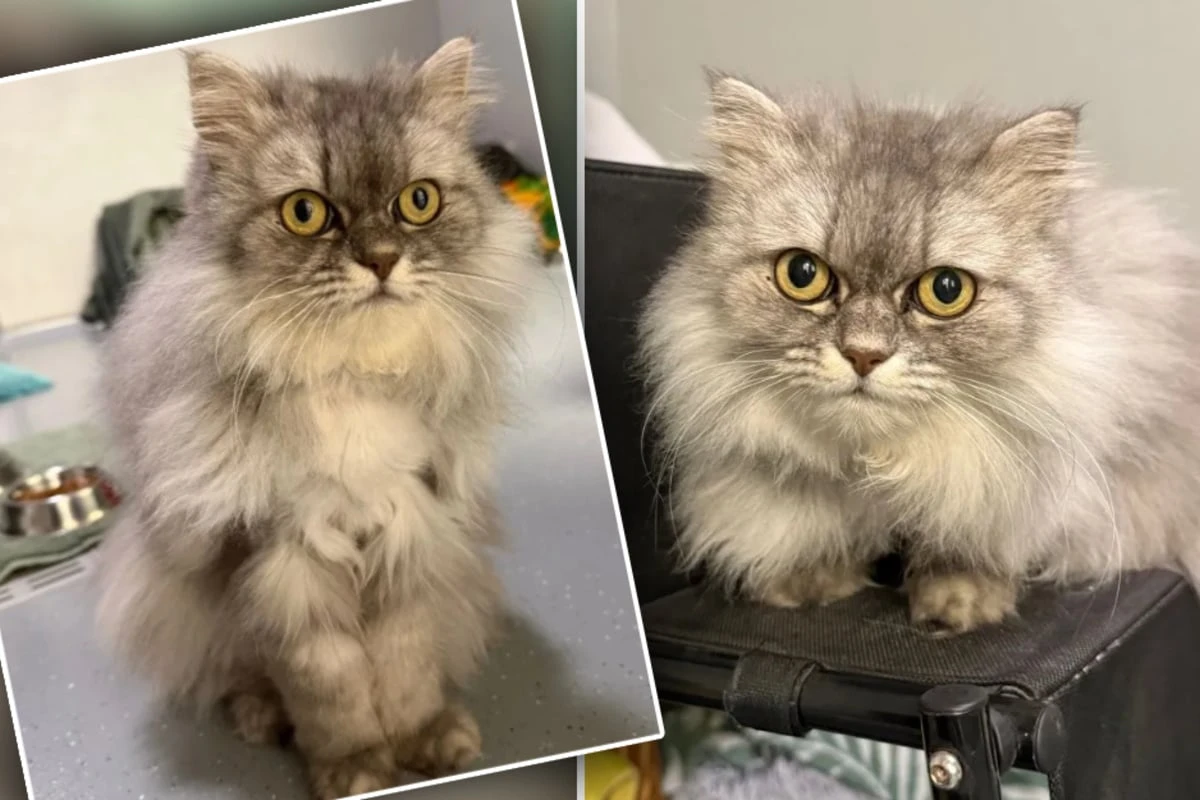 Frauchen gab sie ab: Perserkatze hat die Nase vom Tierheim gestrichen voll